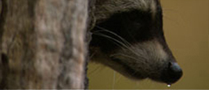 Racoons - Immigrants from Wild West 