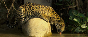 Jaguar - One Strike to the Kill 