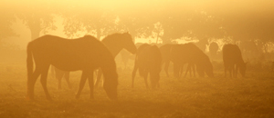 Last Wild Horses 