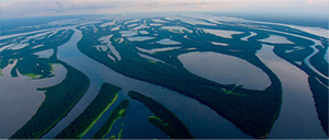 Wild Amazon