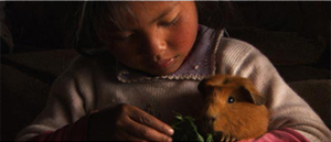The Real Guinea Pig