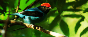 Wild Untamed Brazil